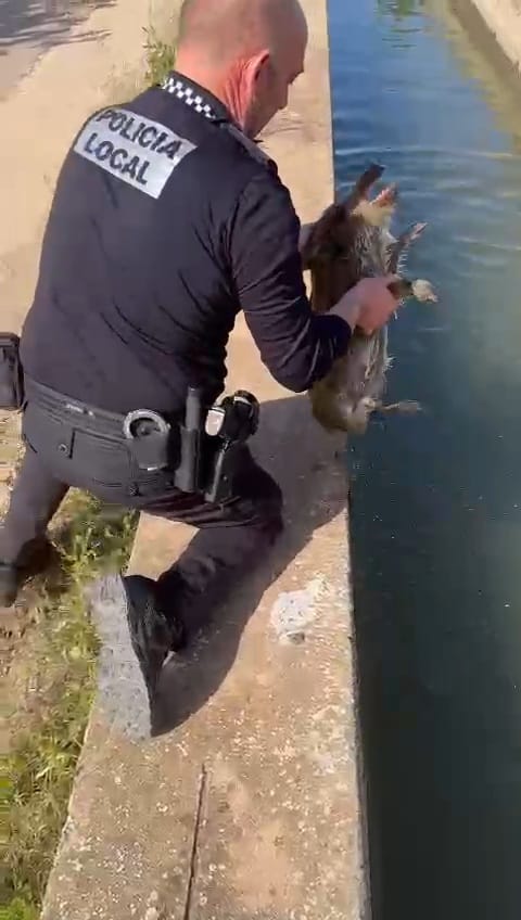 Agentes de Albal rescatan 3 jabalis